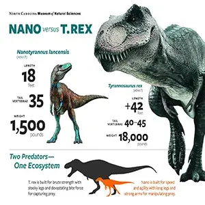 مقایسهٔ شماتیک Nanotyrannus lancensis با Tyrannosaurus Rex. منبع: موزه علوم طبیعی کارولینای شمالی