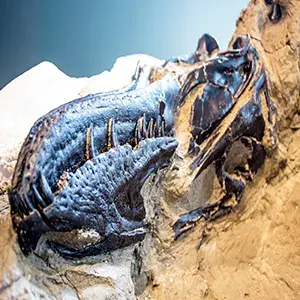 پوزهٔ Nanotyrannus lancensis. منبع: موزه علوم طبیعی کارولینای شمالی