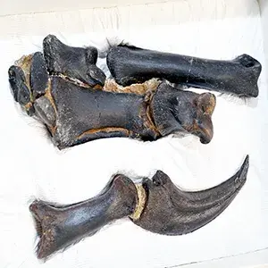 دست راست Nanotyrannus lancensis. منبع: موزه علوم طبیعی کارولینای شمالی