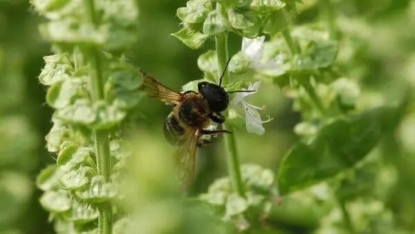 حشرهای به ساقه سبز گیاهی با برگهای سبز فراوان و گلهای سفید چسبیده است.