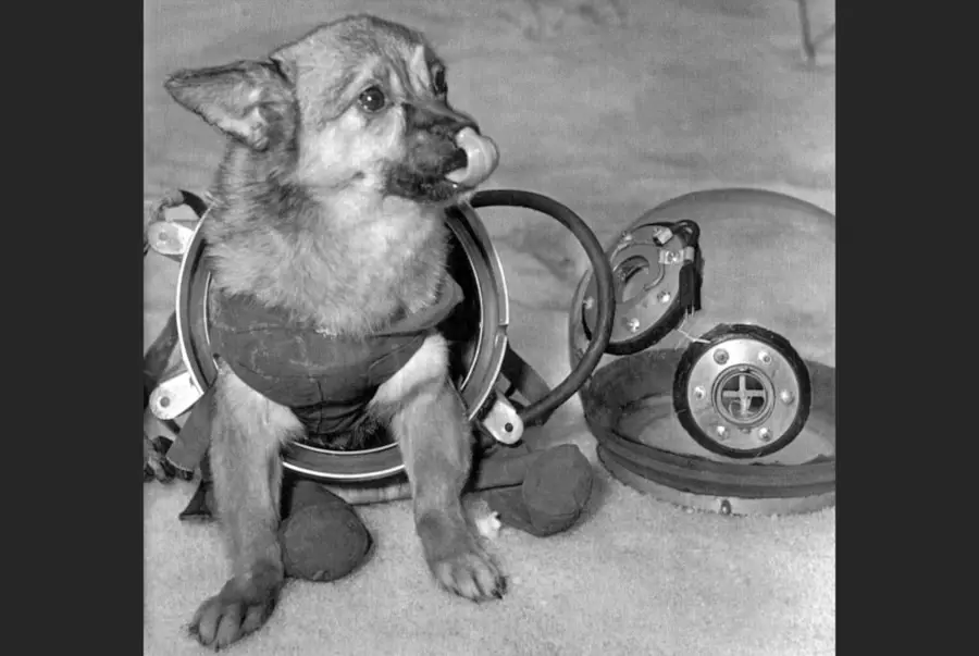 در تاریخ ۳ نوامبر ۱۹۵۷، مالیشکا، سگ فضایی روسی، در لباس فضایی‌اش که دقیقاً به‌اندازه‌اش دوخته شده، کنار یک کلاه شفاف فضایی ایستاده است. در همین حین، ماهوارهٔ تازه‌پرتو شدهٔ شوروی، اسپوتنیک دوم، به‌ دور زمین می‌چرخد و موجودی که گزارش می‌شود یک سگ هاسکی ماده باشد — نخستین موجود زنده‌ای که در فضا پرسه می‌زند — را حمل می‌کند.